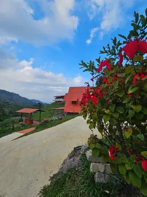 a bush with red flowers next to a road at Chalet Los Sinsontes in San Rafael