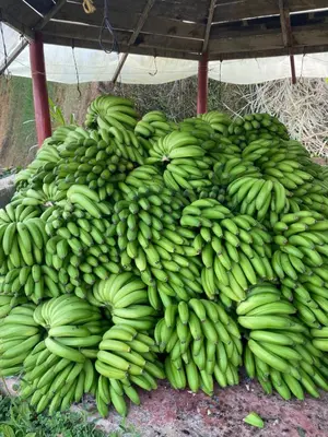 a large pile of green bananas on the ground at Finca La Arabia Jardín in Jardin