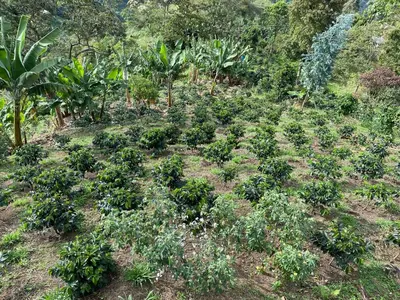 a field of plants on a hill with trees at Finca La Arabia Jardín in Jardin