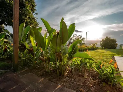 a garden with green plants in a field at Quinta San Felipe in Manizales