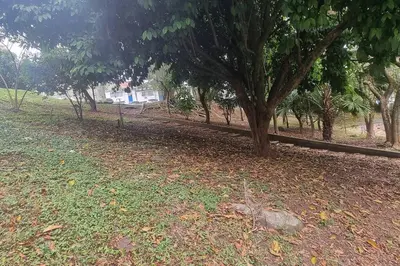 a tree in a field with leaves on the ground at hermosa casa para tour comuna 13 in Medellín