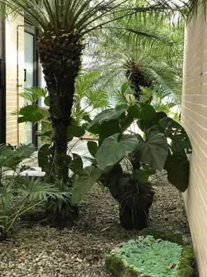 a group of plants in front of a house at Finca Los Polines en Tarso in Tarso