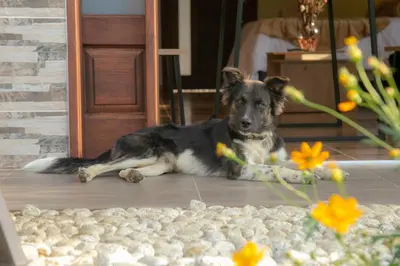 a dog laying on the floor in front of a door at loft grupo y parejas AZUCENAS in Jardin