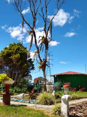 a garden with palm trees and a green building at Hospedaje Santaelena -chalets de montaña- in Santa Elena