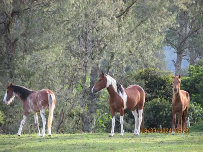 three horses standing in a field with trees in the background at Hotel Campestre - CIUDADELA EL ARTESANO in Carolina del Principe