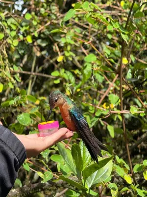 a person holding a small bird in a persons hand at El Refugio del Colibrí in Santa Rosa de Cabal