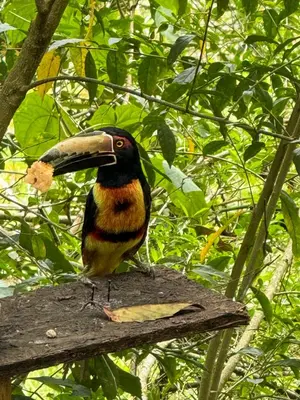a bird with a long beak sitting on a branch at Casa Clandestina Campestre in San Rafael