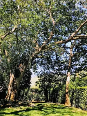 a group of trees in a field with green grass at Villa Luz in San Jerónimo