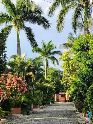 a palm tree lined street with palm trees and flowers at Villa Luz in San Jerónimo