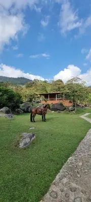 a brown horse standing in a field of grass at Cabaña del lago in Cocorná