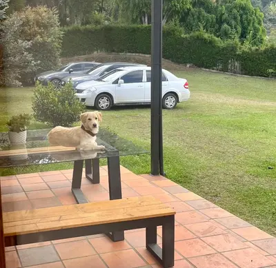 a dog sitting on a bench next to a table at Nativo House in Guarne