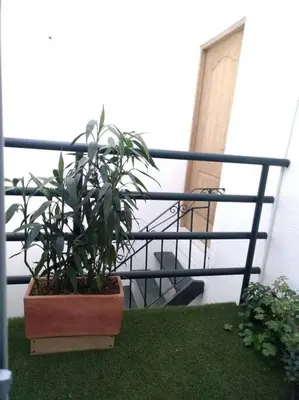 a plant in a pot sitting on a balcony at APARTAMENTO PRIVADO Y TRANQUILO EN MANILA. in Medellín