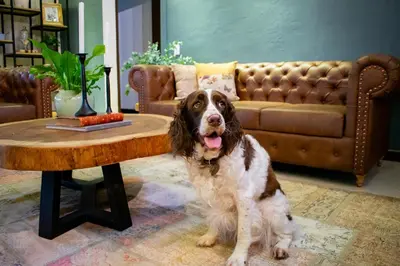 a dog sitting next to a coffee table in a living room at Monarch Campestre- Rionegro in Rionegro