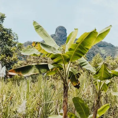 a banana tree with a bunch of leaves on it at Cabaña Glamping San Carlos Antioquía Pun chinaw Ecocabañas in San Carlos