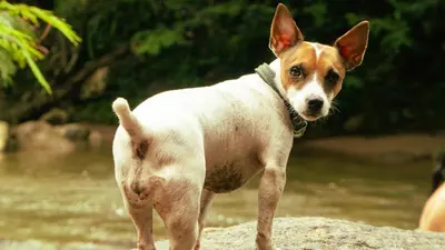 a brown and white dog standing on a rock at Cabaña Glamping San Carlos Antioquía Pun chinaw Ecocabañas in San Carlos