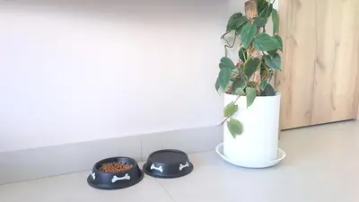 a potted plant sitting next to two black bowls at santa fe de Antioquia pueblo apto in Santa Fe de Antioquia