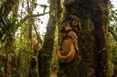 a face decoration on a tree in a forest at Owl's Watch at Rio Blanco in Manizales