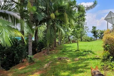 a dog sitting in the grass near some palm trees at Luz de Luna - Hermosa Finca Familiar con Vista Panorámica y de Aves in Cocorná
