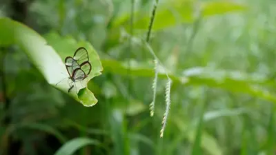 a small butterfly sitting on a green leaf at Bosque de Oro in Apía