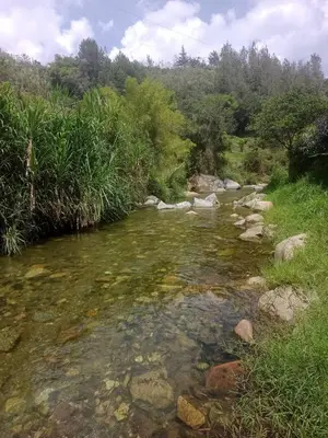 a stream with rocks in a field with trees at Libélula finca-hotel in Concepción
