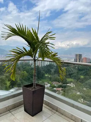 a palm tree in a pot sitting on a balcony at 1103 The Overlook of Medellin in El Poblado in Medellín