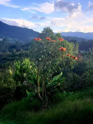a tree with red flowers on top of a hill at Cabaña sol de oriente in Marinilla