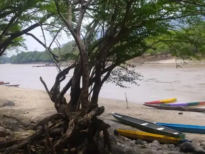 a tree on the beach next to some boats at Casa Rio y Montaña Low cost in Honda