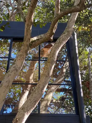 a tree in front of a building with a window at nido de montaña in Copacabana