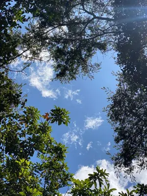 a view of the blue sky through the trees at nido de montaña in Copacabana