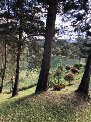 a group of trees in a field with a hill at Desconéctate! Casa de campo con vista sensacional !!! in Rionegro