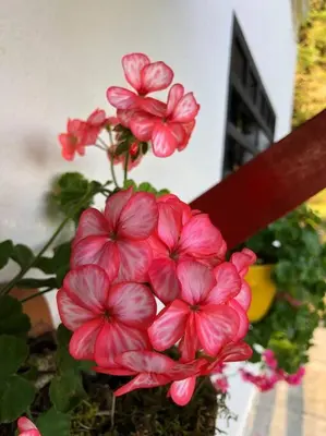 a bunch of pink flowers in a pot at Desconéctate! Casa de campo con vista sensacional !!! in Rionegro