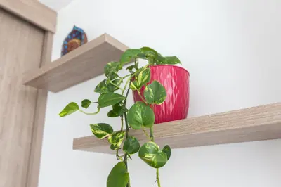 a potted plant sitting on top of a cross at Hermoso Apartamento exclusiva ubicación in Manizales