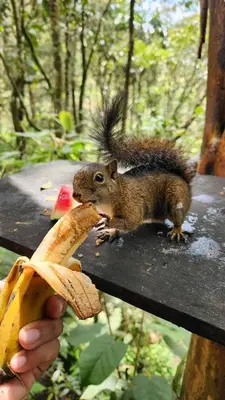 a squirrel sitting on a table eating a banana at Cabaña en la Naturaleza con Jacuzzi - Santa Elena in Medellín