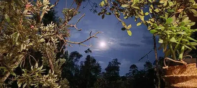 a view of the moon from behind some plants at refugio amazonico in Rionegro