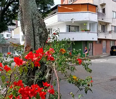 a group of red flowers in front of a tree at Acogedor Aparta Hotel para 3H Belén Rosales apt 202 in Medellín