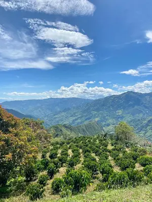 a view of a banana plantation in the mountains at Hotel El Tesoro Sonson in Sonsón