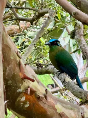 a blue and green bird sitting on a tree branch at Casa Campestre Guatapé acceso directo a la represa in Guatapé