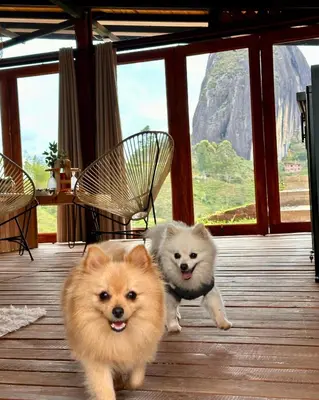 two dogs are walking on a wooden deck at Ecoedén glamping in Guatapé