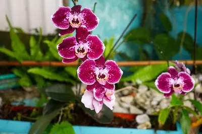 a group of purple orchid plants in a pot at Eco Hotel El Acuario in San Jerónimo