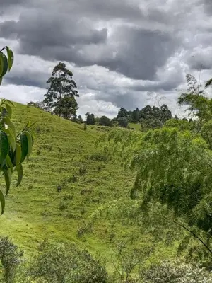 a grassy hill with trees on a cloudy day at Hermosa Villa La Laja Rionegro in Rionegro
