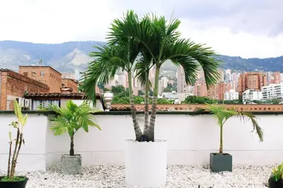 a group of palm trees inront of a white wall at Apartamento zona rosa El poblado 202 in Medellín