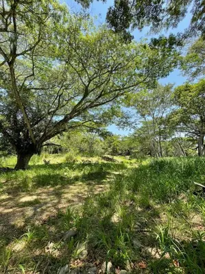 a path in a field with a tree and grass at Paraiso del Cauca in Jericó