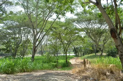 a dirt road in a field with trees and grass at Paraiso del Cauca in Jericó