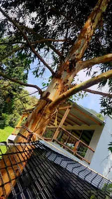 a tree leaning over a fence in front of a house at Green mount in Medellín