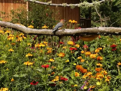 a bird sitting on a branch in a garden of flowers at Cabañas Lucerito Colibrí in Jardin
