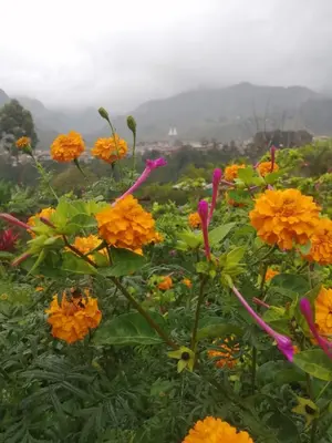 a field of orange and yellow flowers with mountains in the background at Cabañas Lucerito Colibrí in Jardin