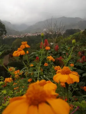 a field of flowers with mountains in the background at Cabañas Lucerito Turpial in Jardin