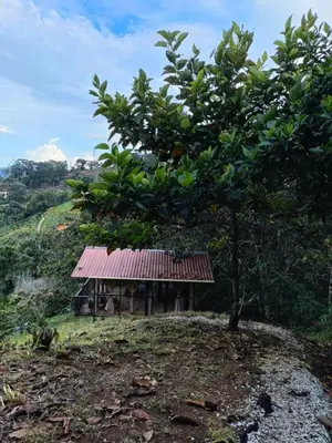 a small house on a hill with a tree at Cabaña la Antiguita in San Luis