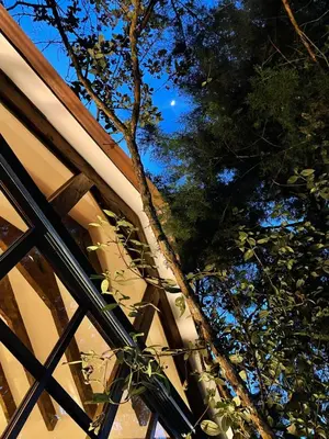 a view of the sky from underneath a tree at Cabañas Tahamí con jacuzzi cerca al Aeropuerto in Guarne