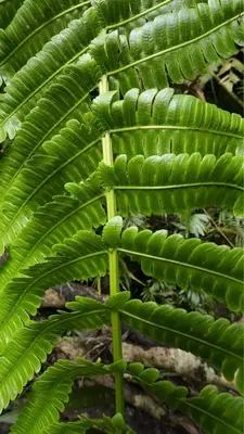 a large green plant with large green leaves at Montés Samaná in San Carlos